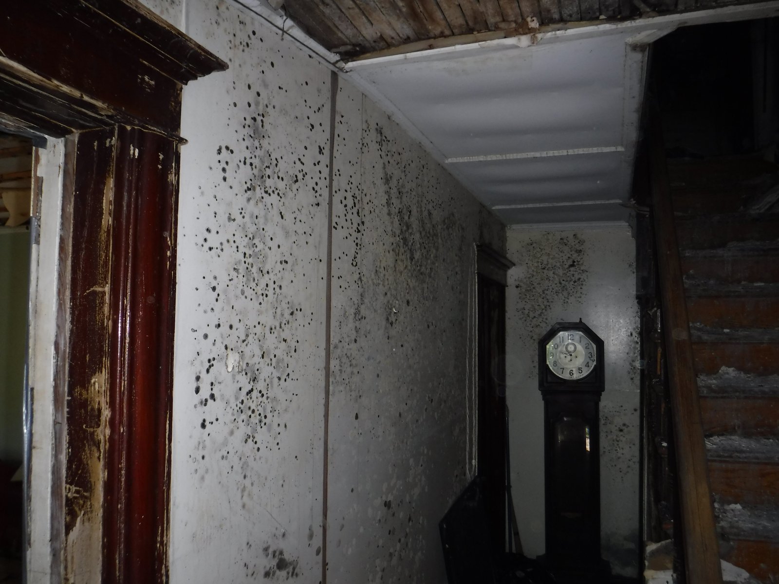 Basement mold contamination Connecticut